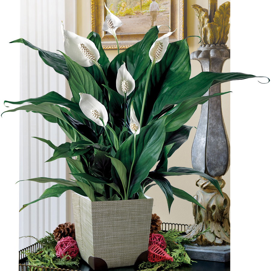 Low light houseplants