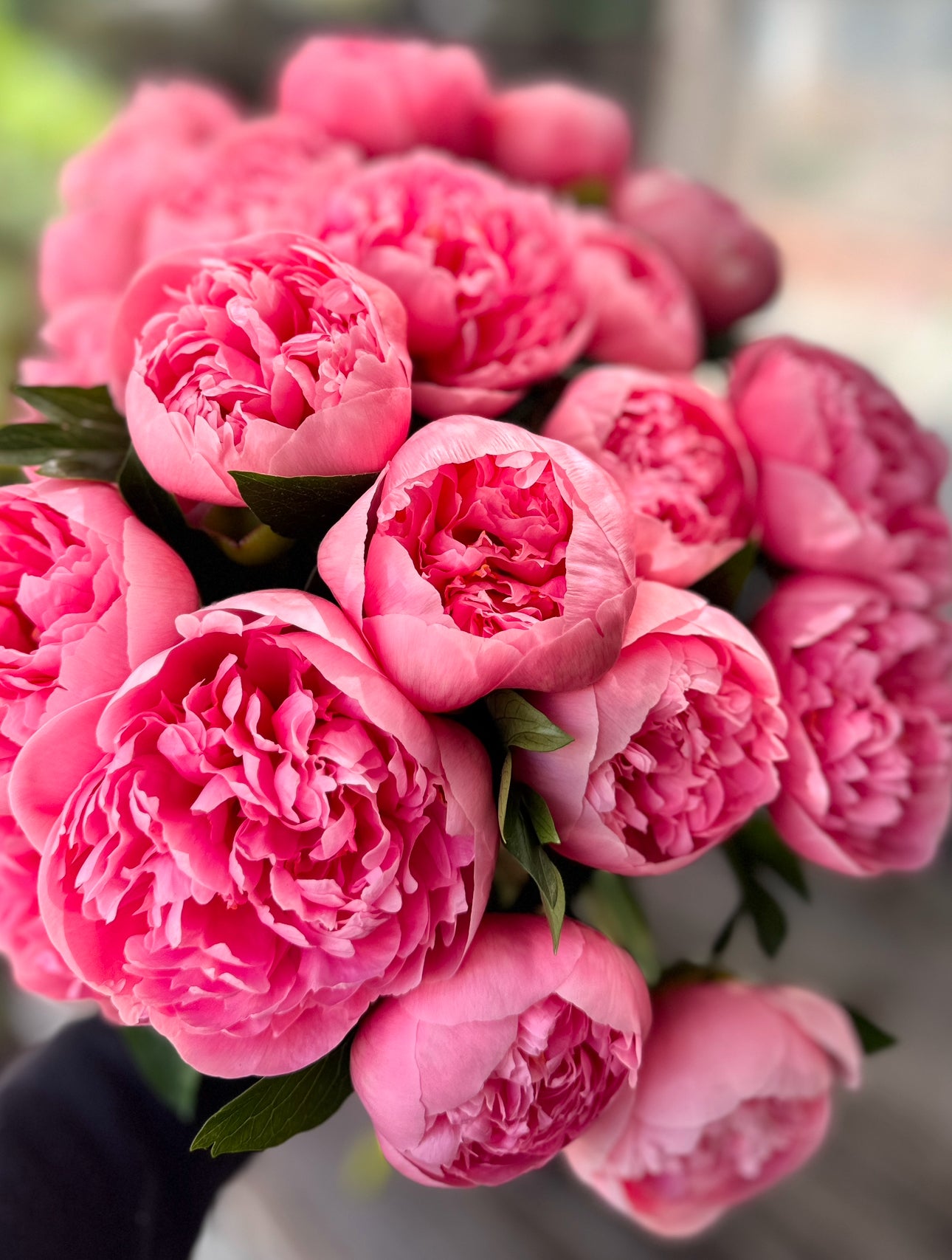 Herbaceous Peonies