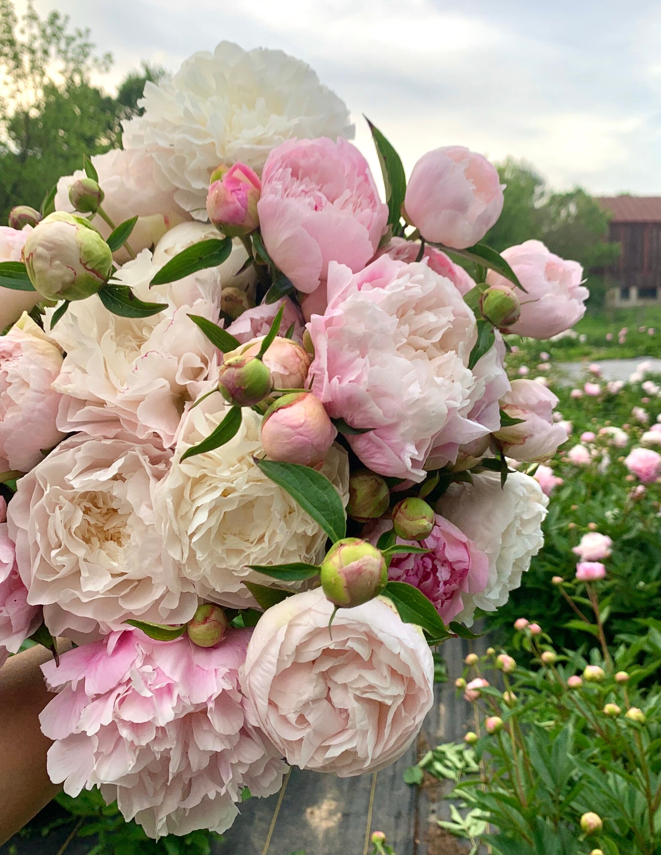 Tree Peonies