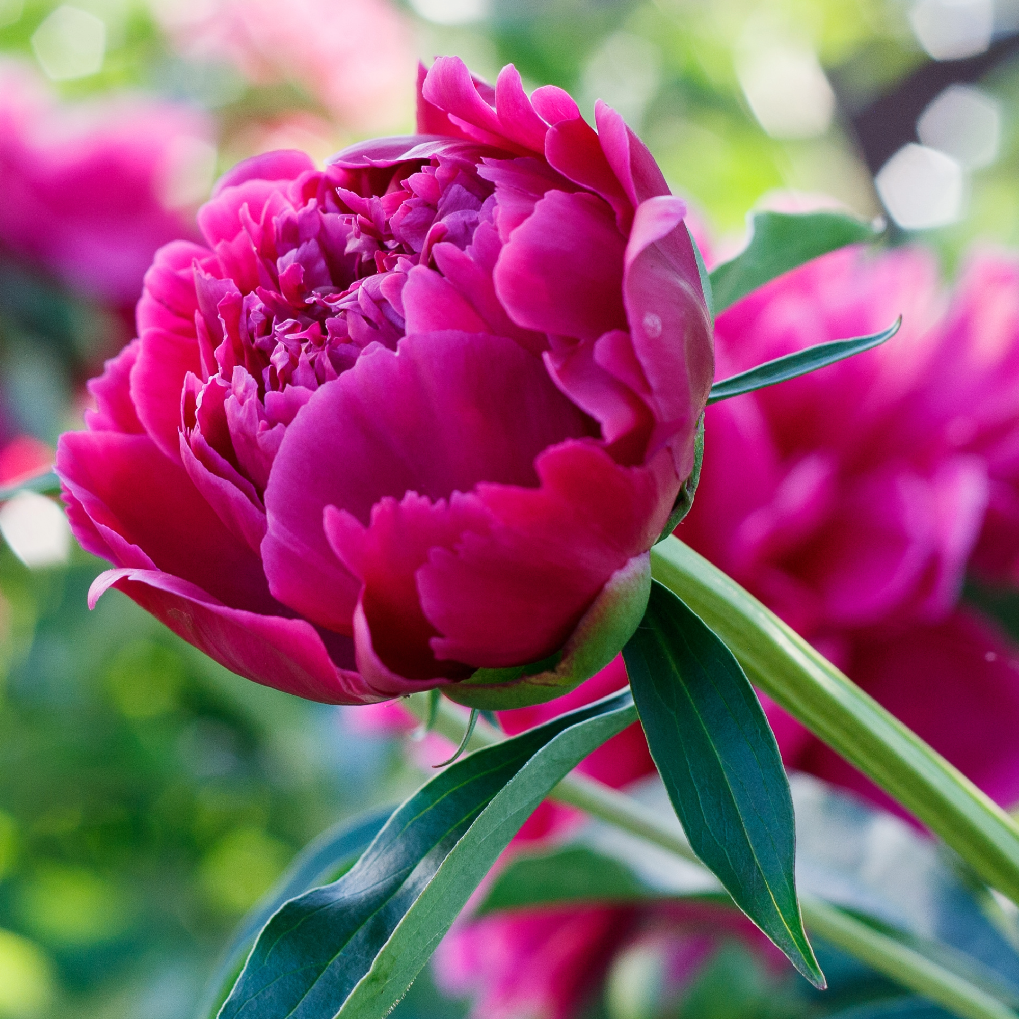 Itoh (Intersectional) Peonies