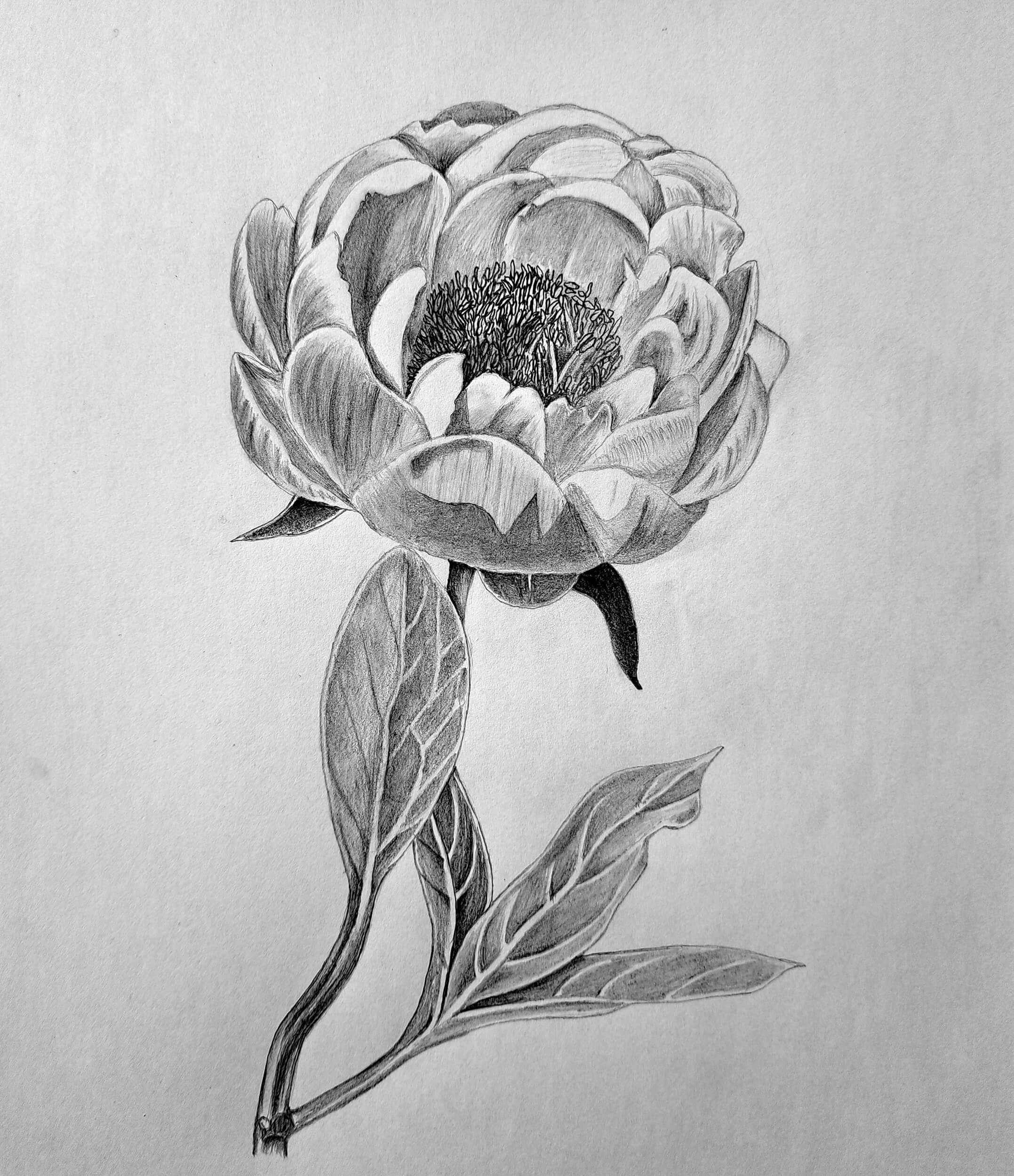 Paeonia lactiflora