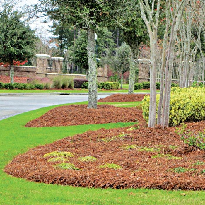 longleaf pine straw