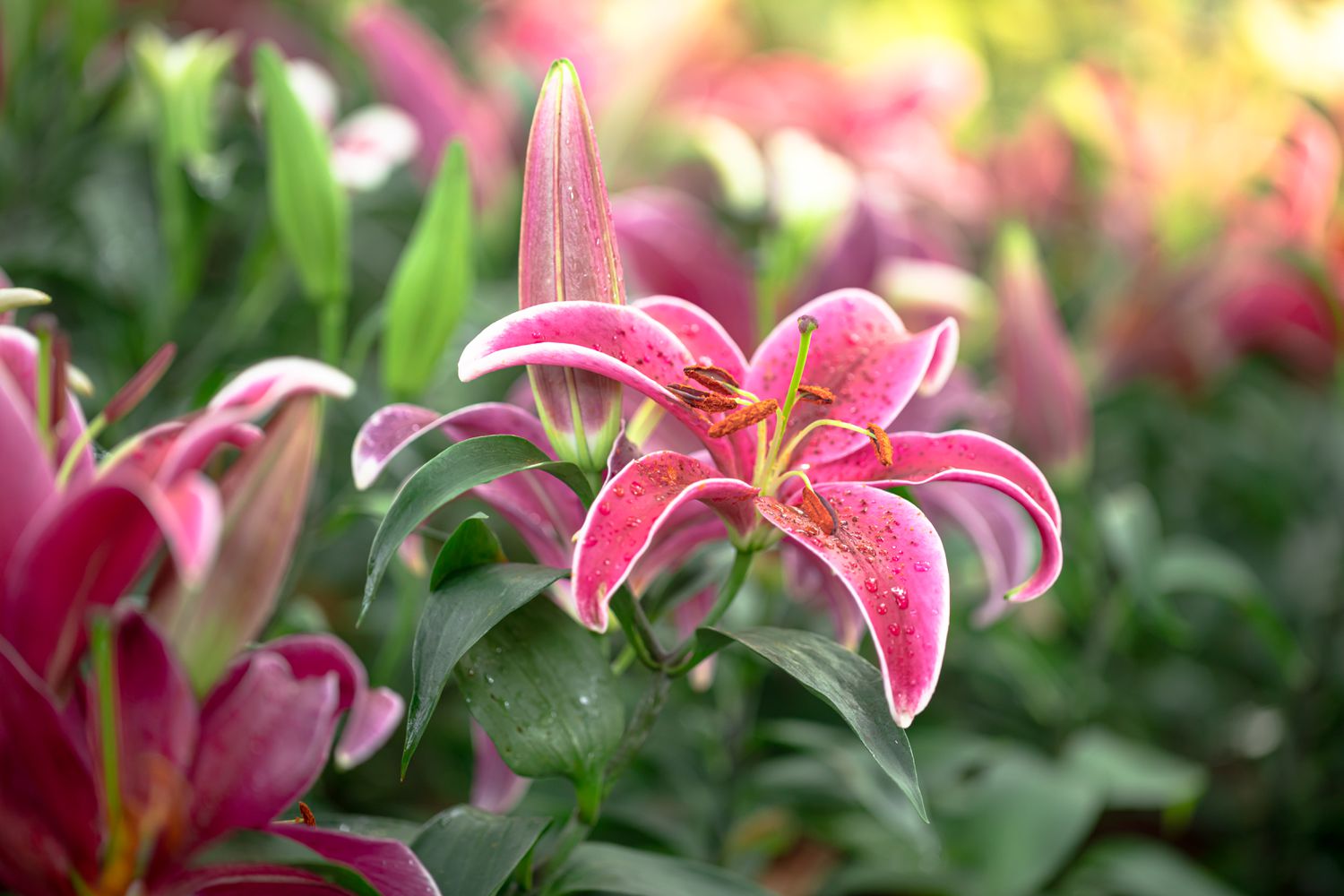 pink flower arrangements