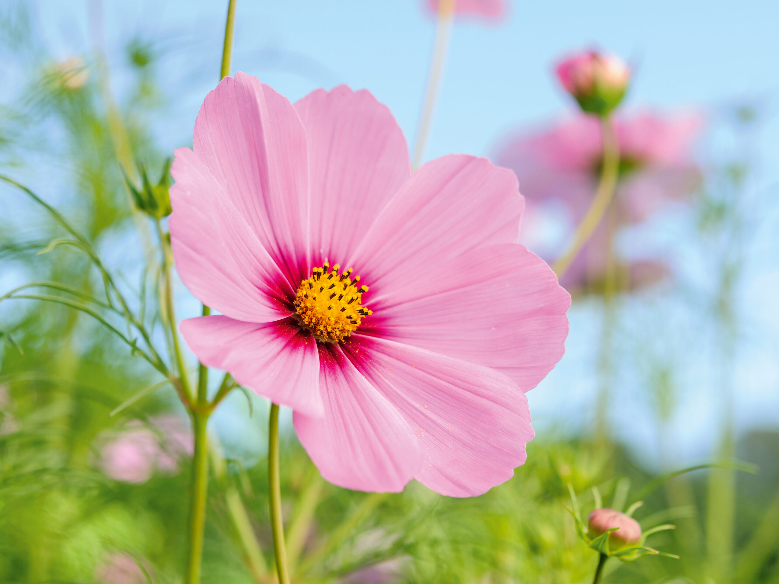 pink flowers for gardens