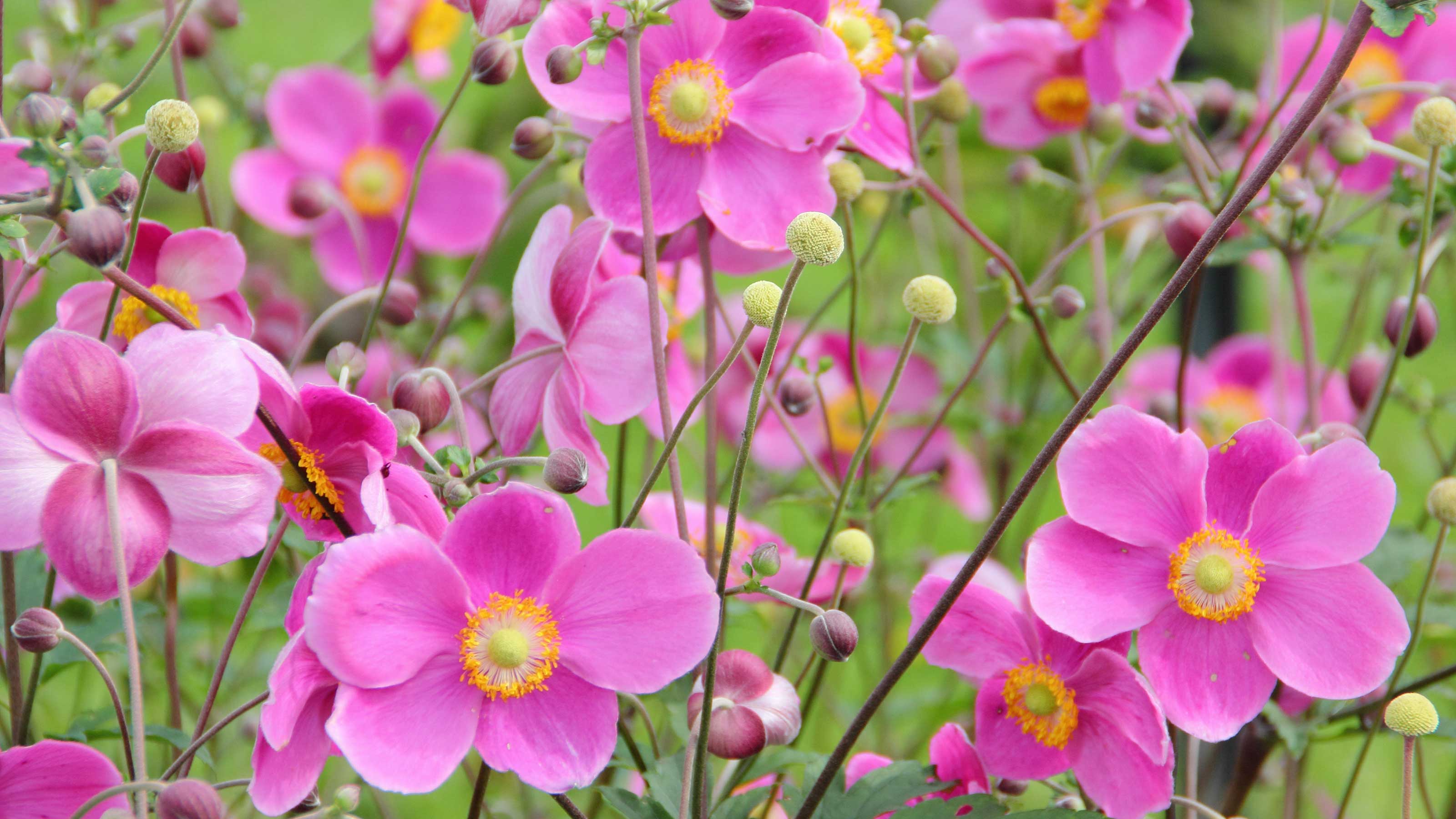 pink flowers for wedding centerpieces