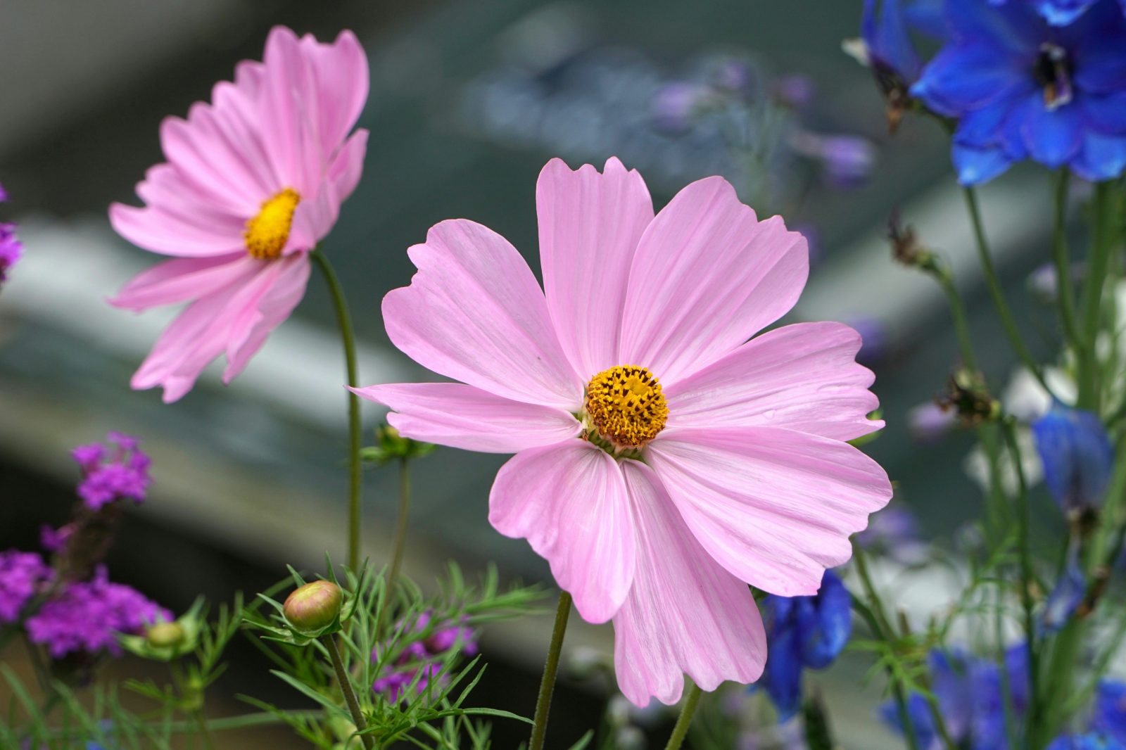 pink flowers for Valentine