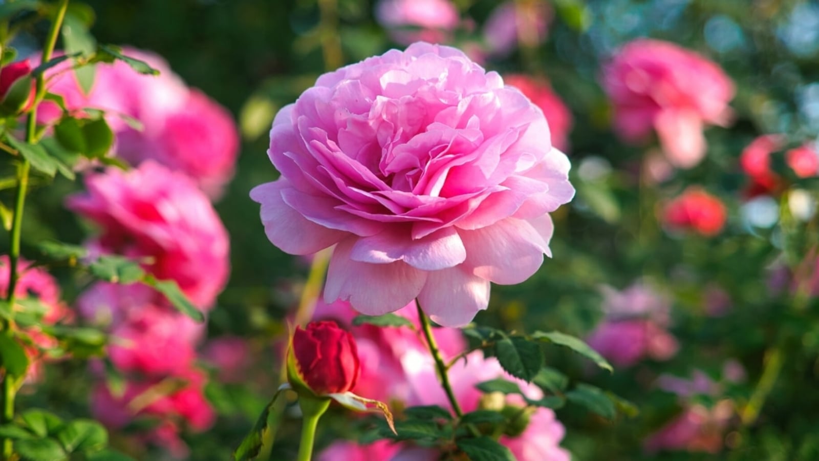 pink flowers for summer blooms
