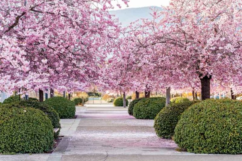 pink flowers for fall color