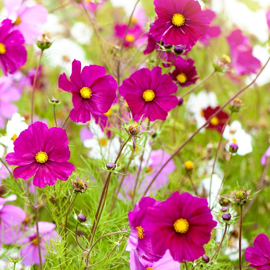 pink flower arrangements