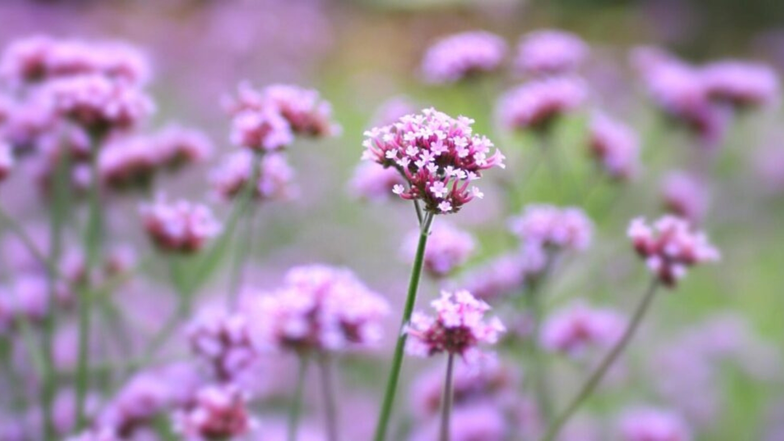 pink flowers for gardens