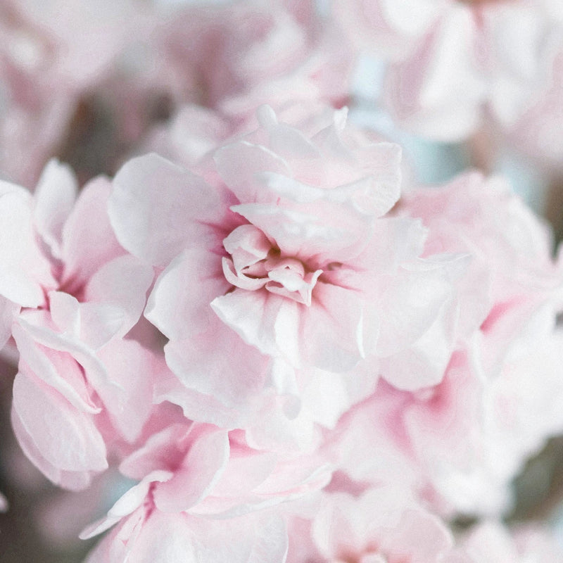 types of pink flowers