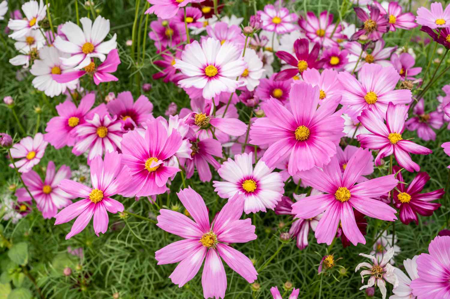 types of pink flowers