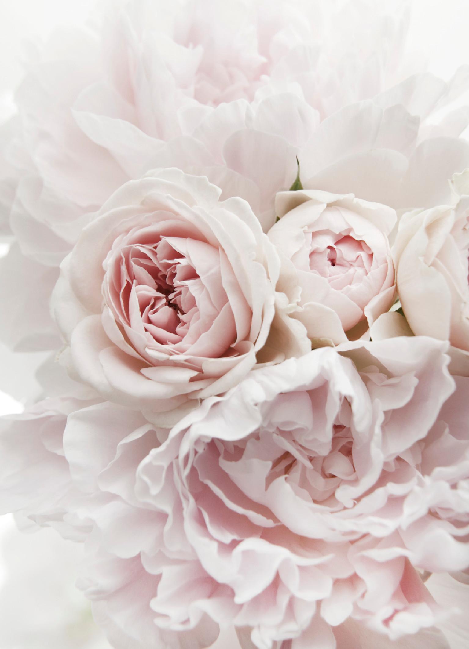 easy to grow pink flowers