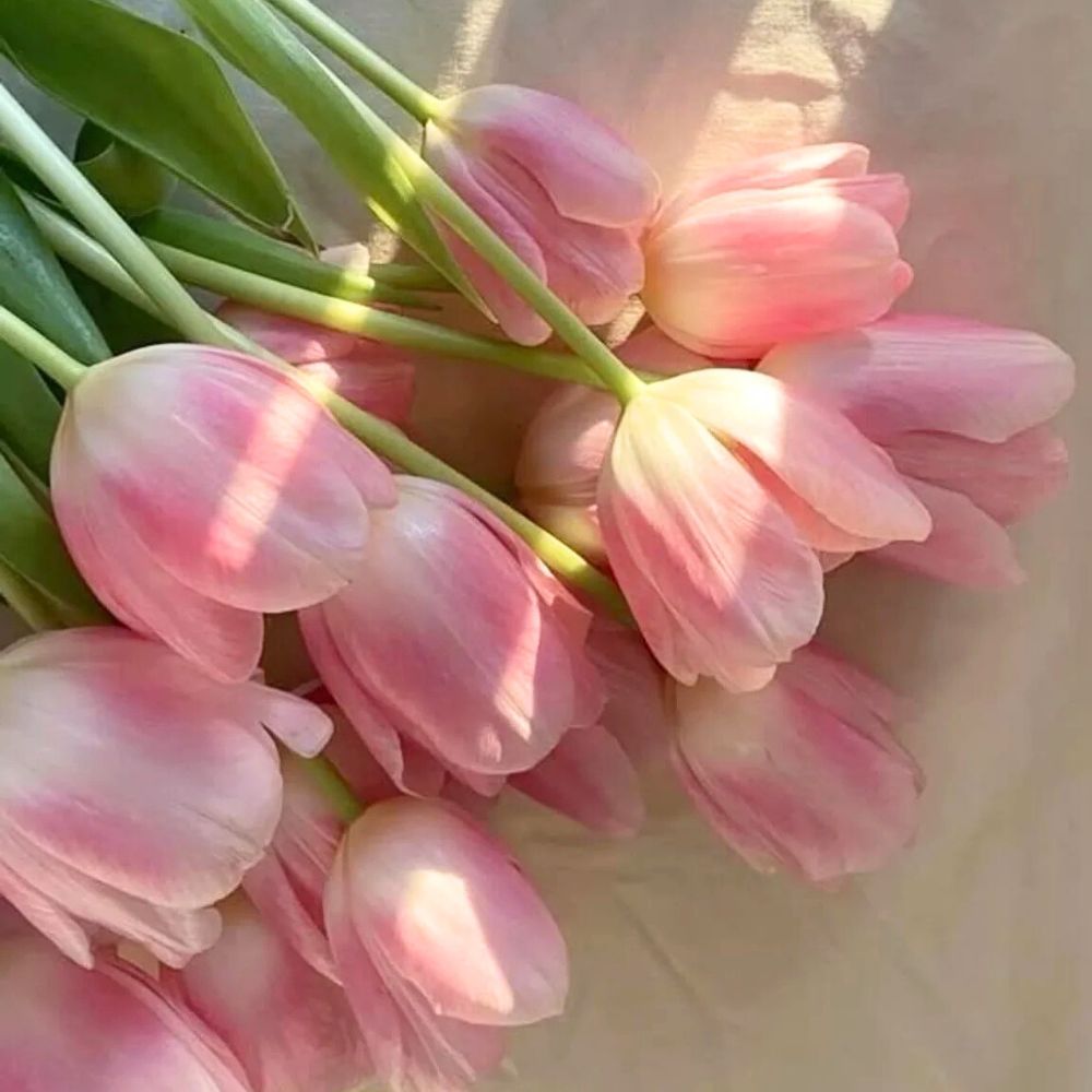 pink flowers for landscaping