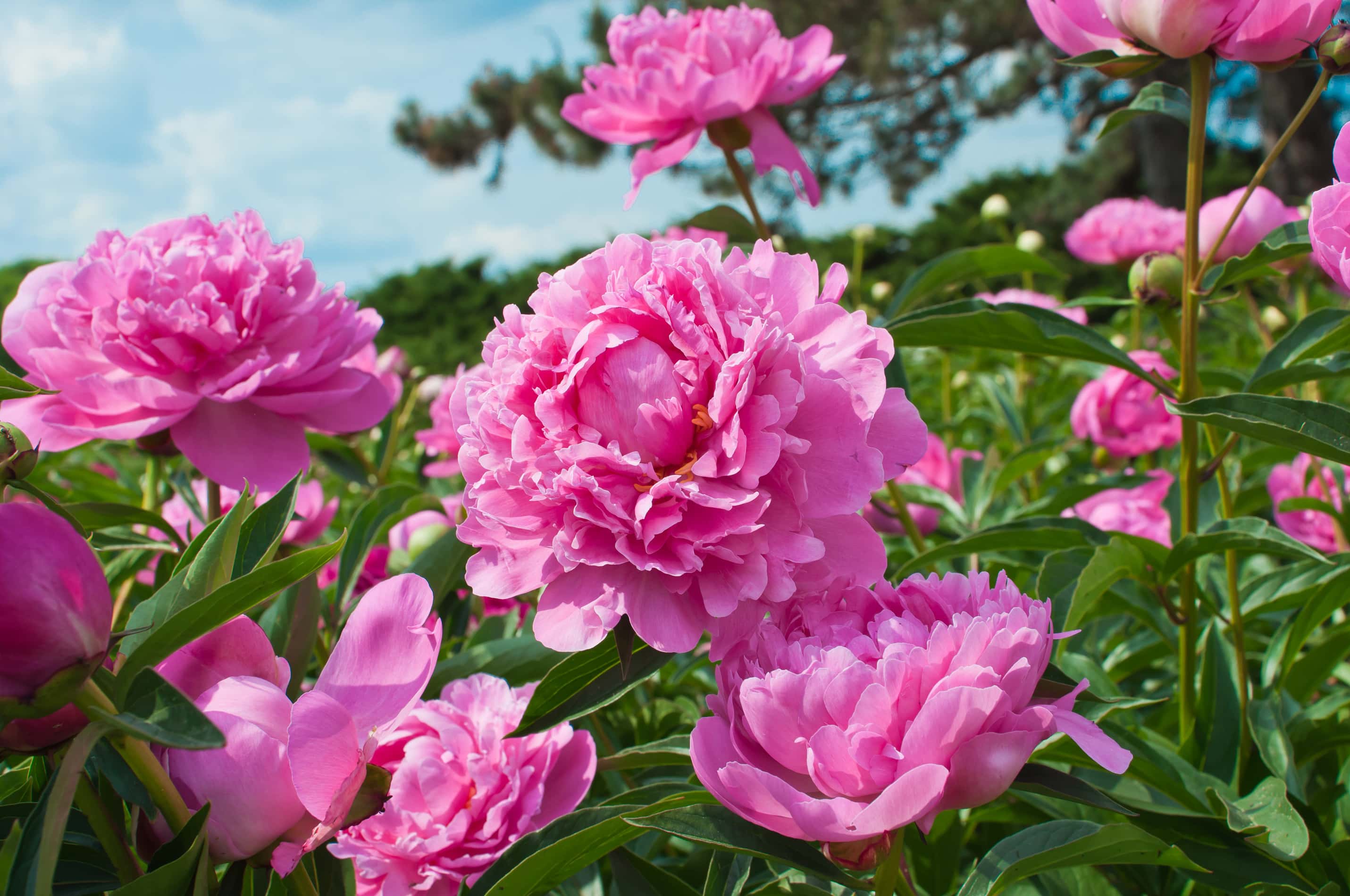 pink flower meanings