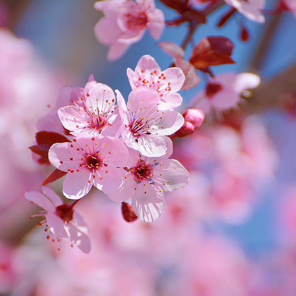 pink flower bouquets