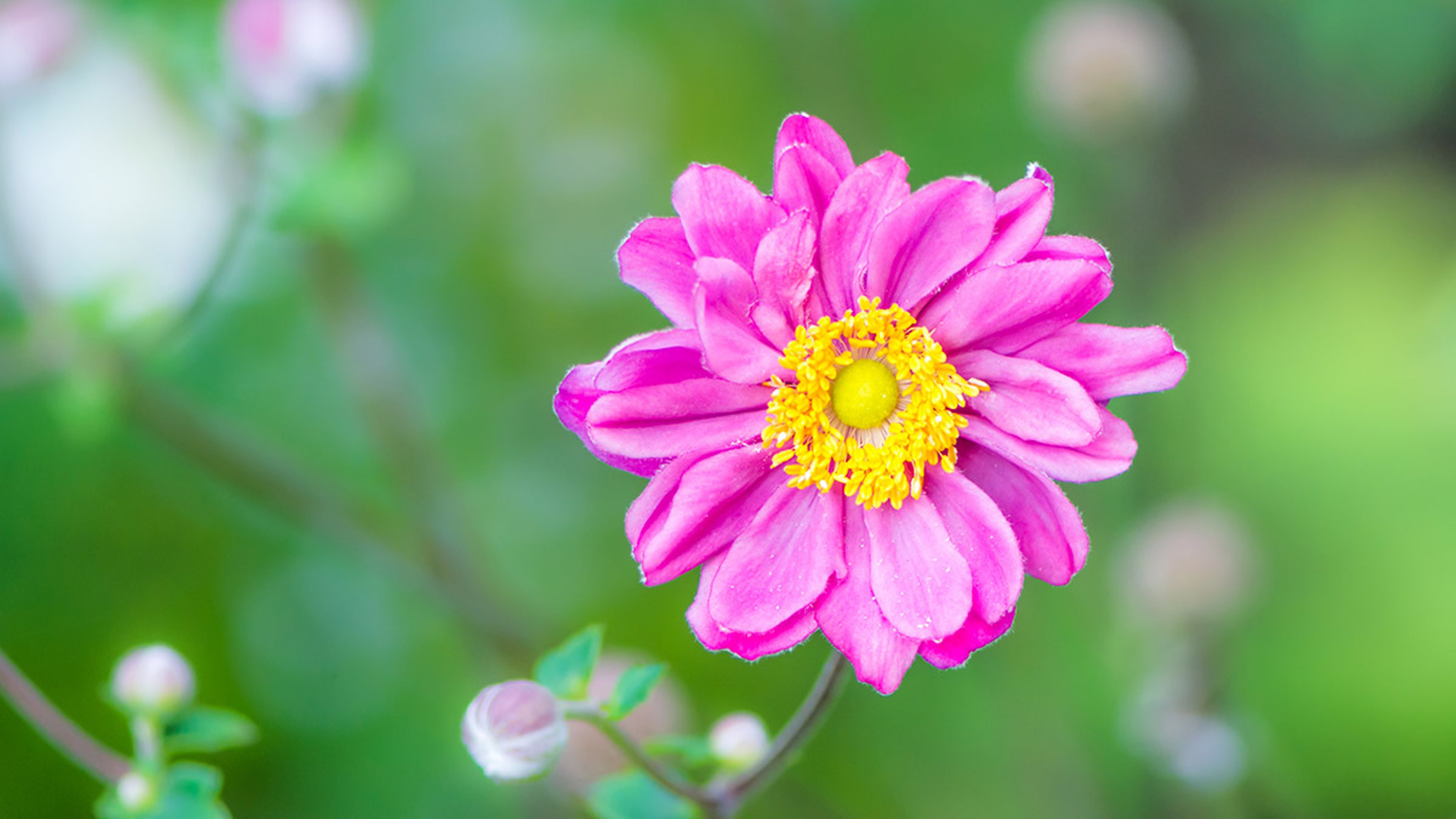 easy to grow pink flowers