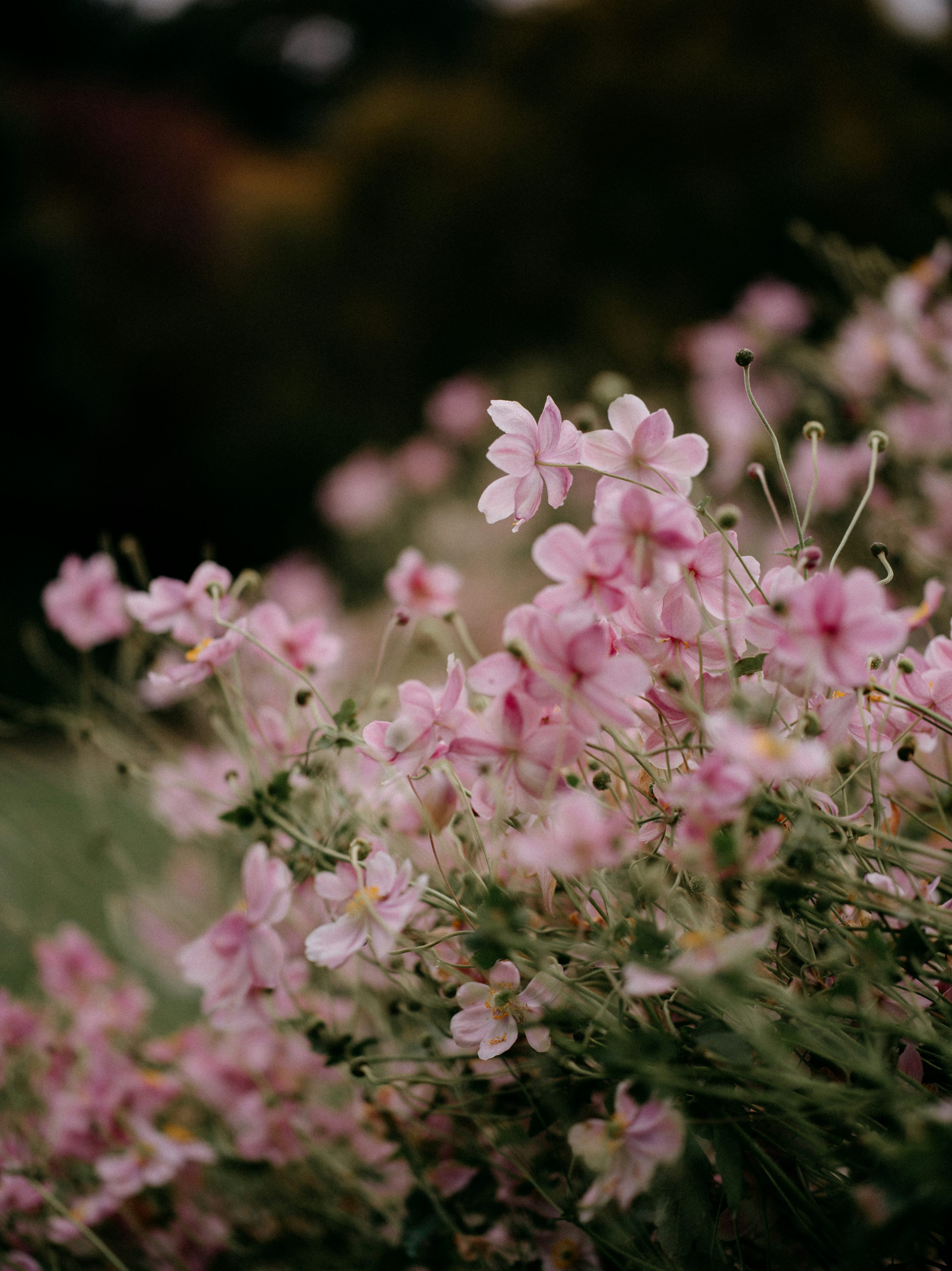 pink flowers for landscaping