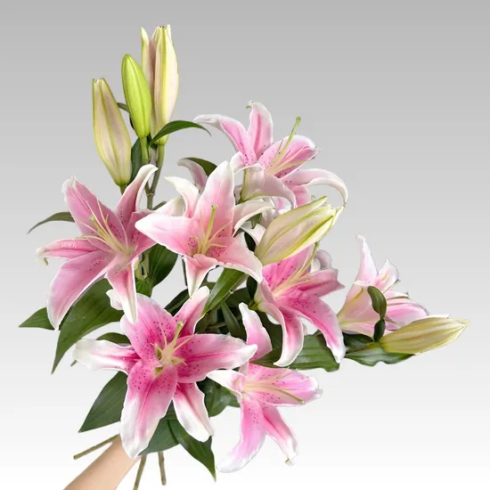 Pink lily wall art
