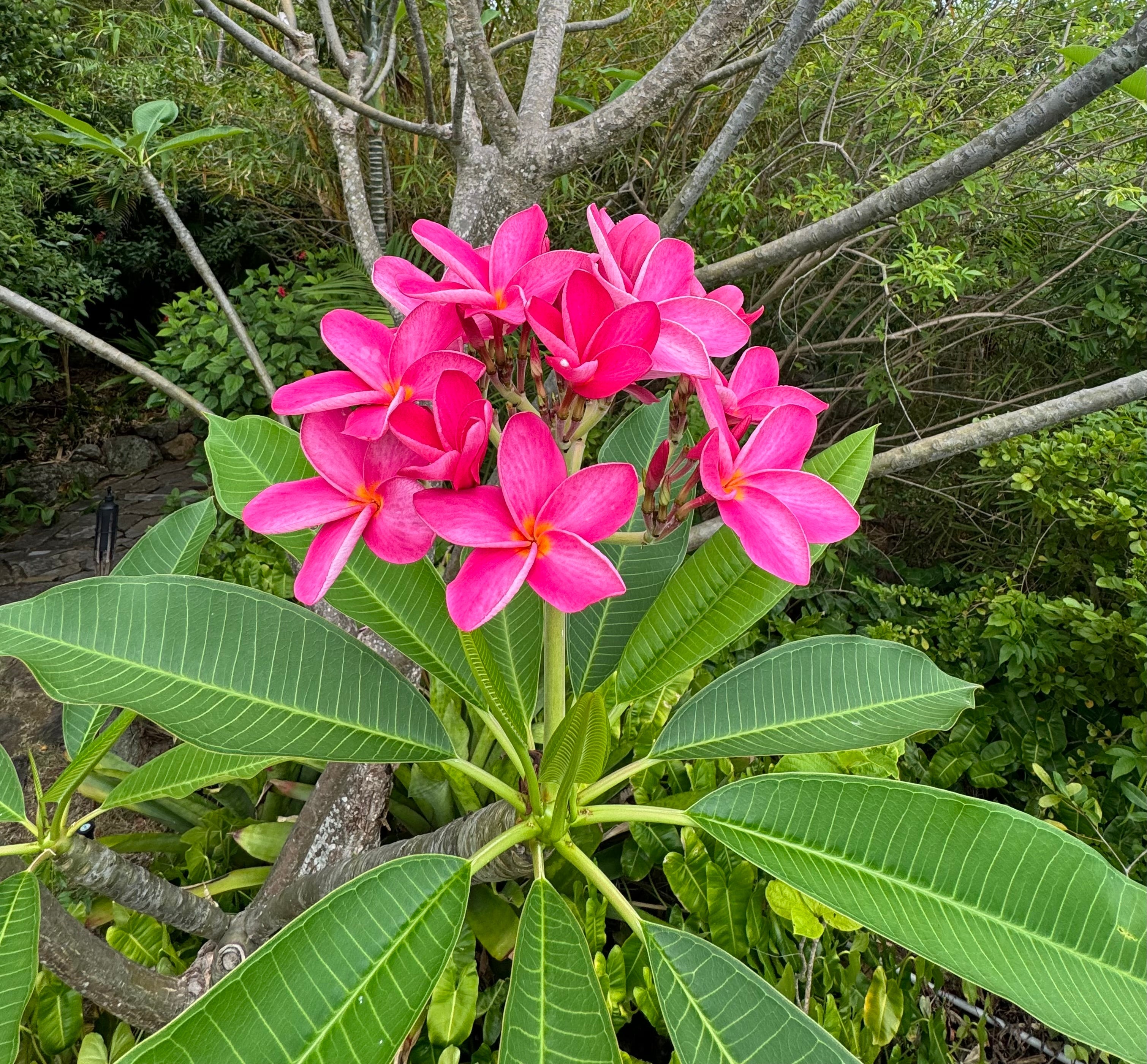 Frangipani