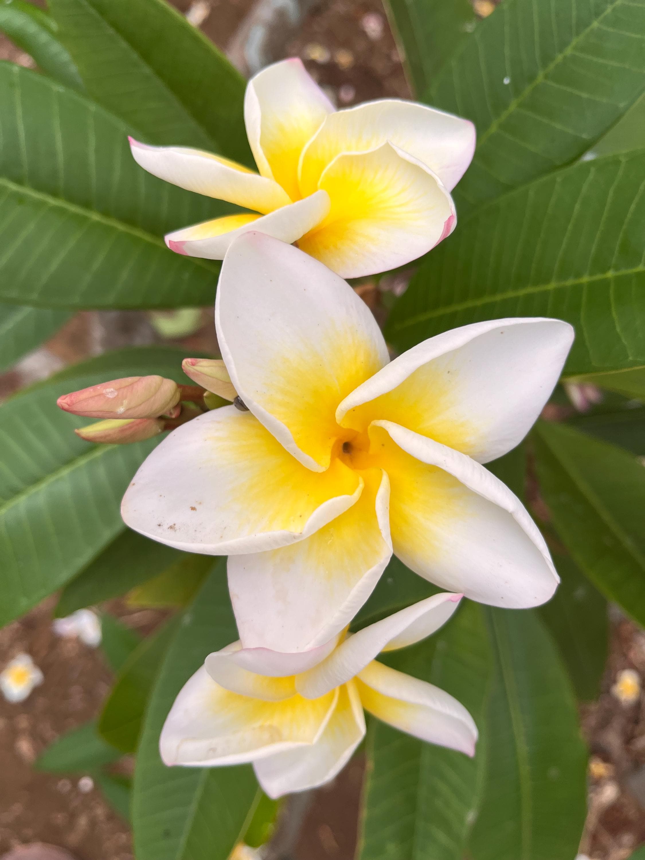 Plumeria care