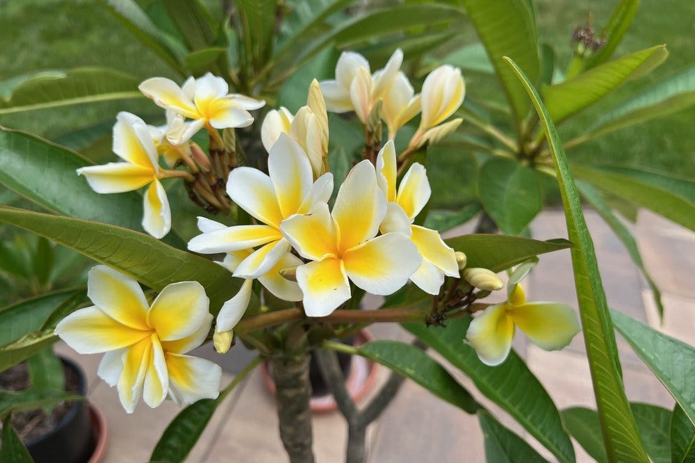 Plumeria watering