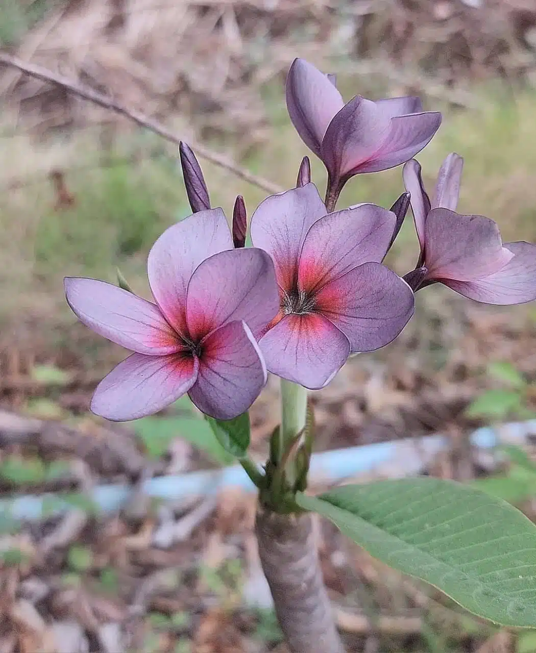 Plumeria soil
