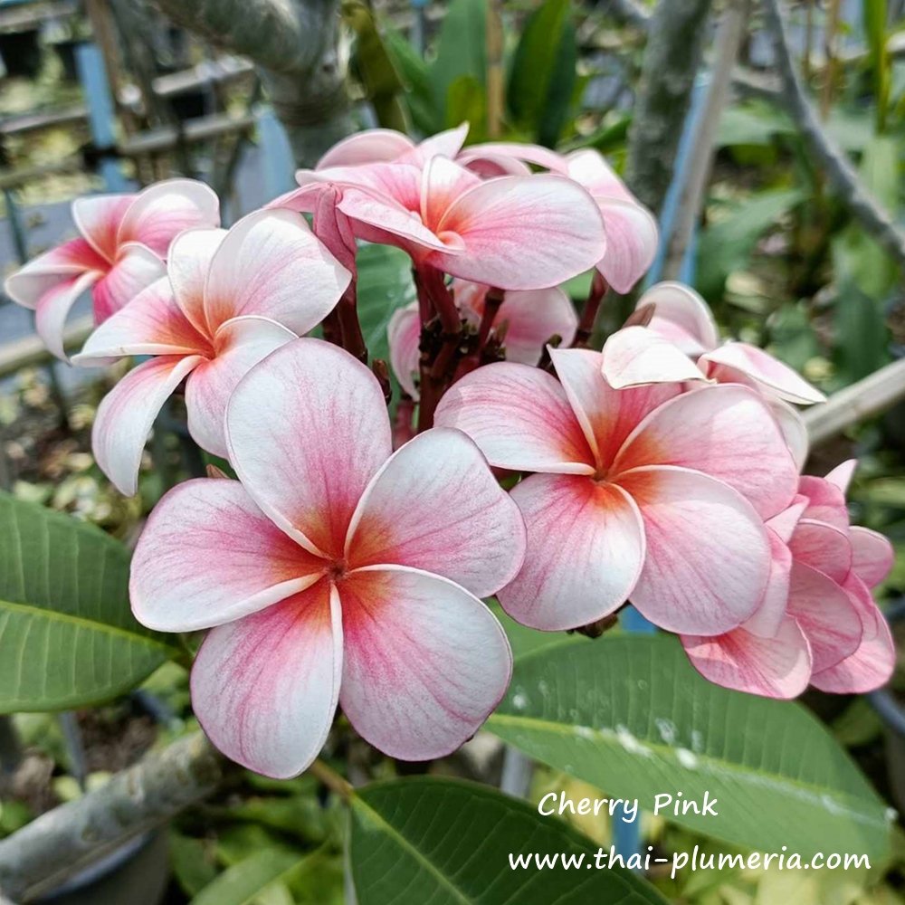 Plumeria in Hawaii