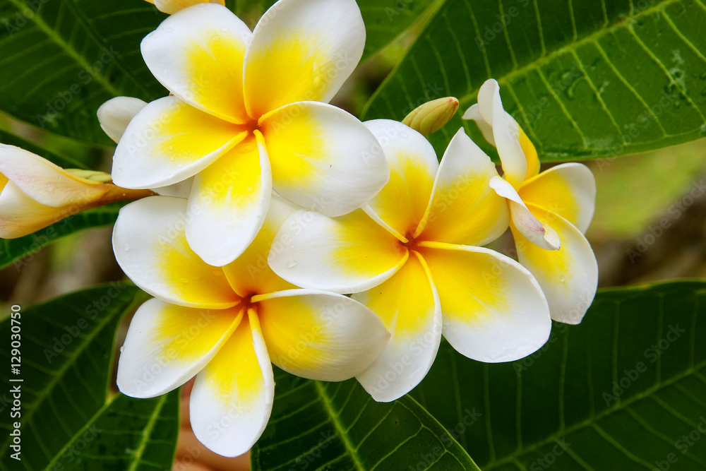 Plumeria cultural significance