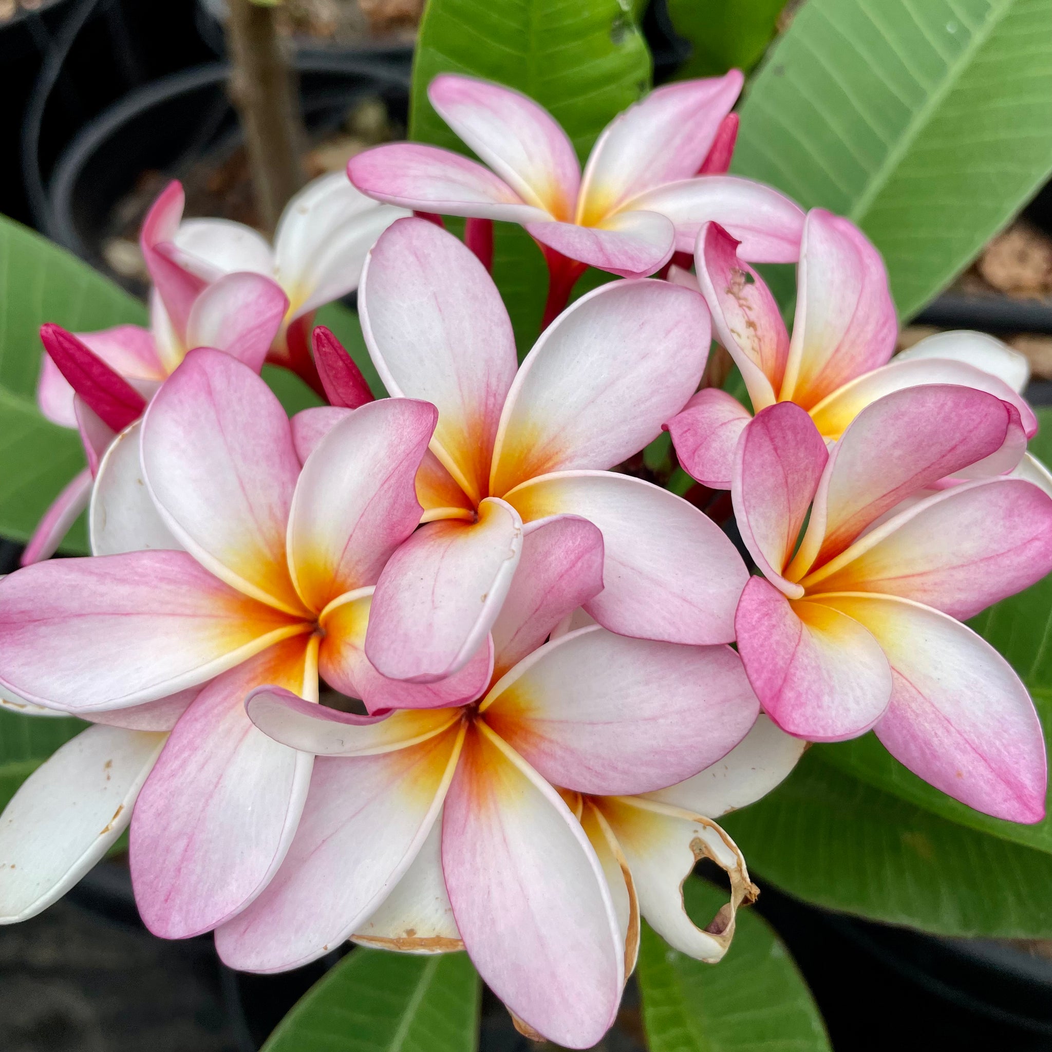 Buy plumeria