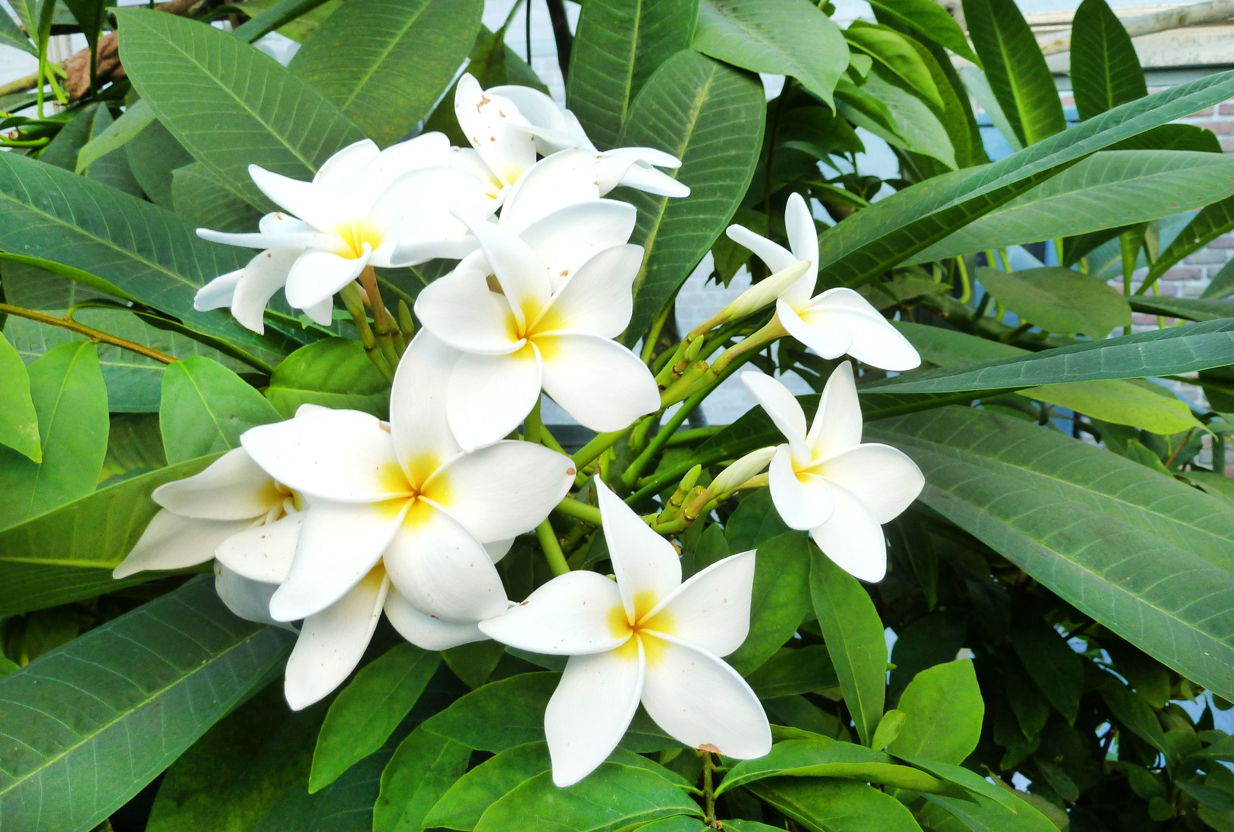 Plumeria Celadine
