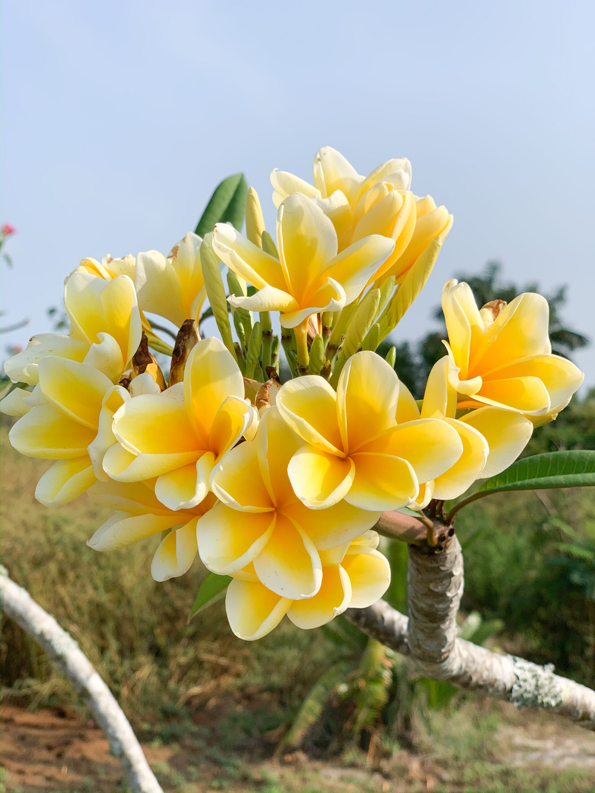 Plumeria Aztec Gold