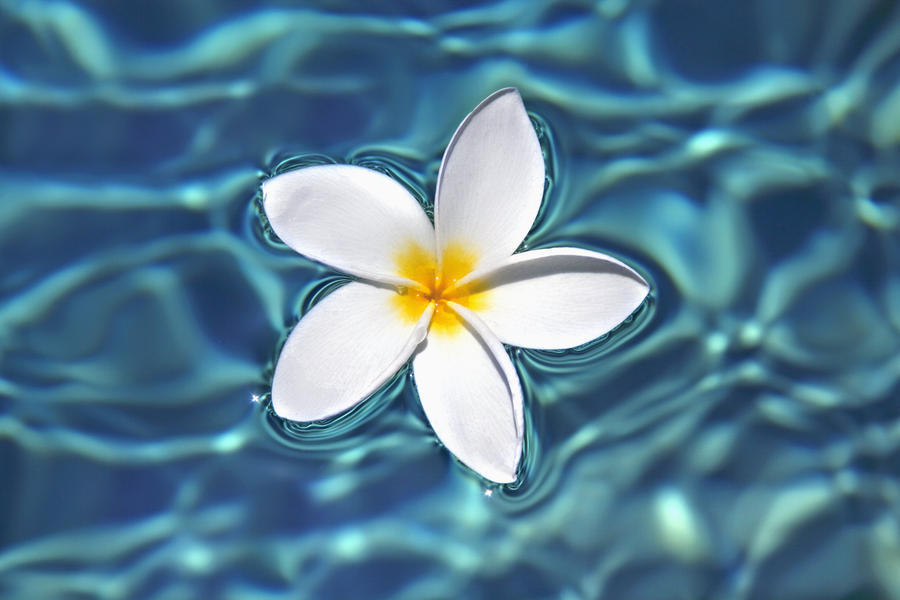 Plumeria Divine
