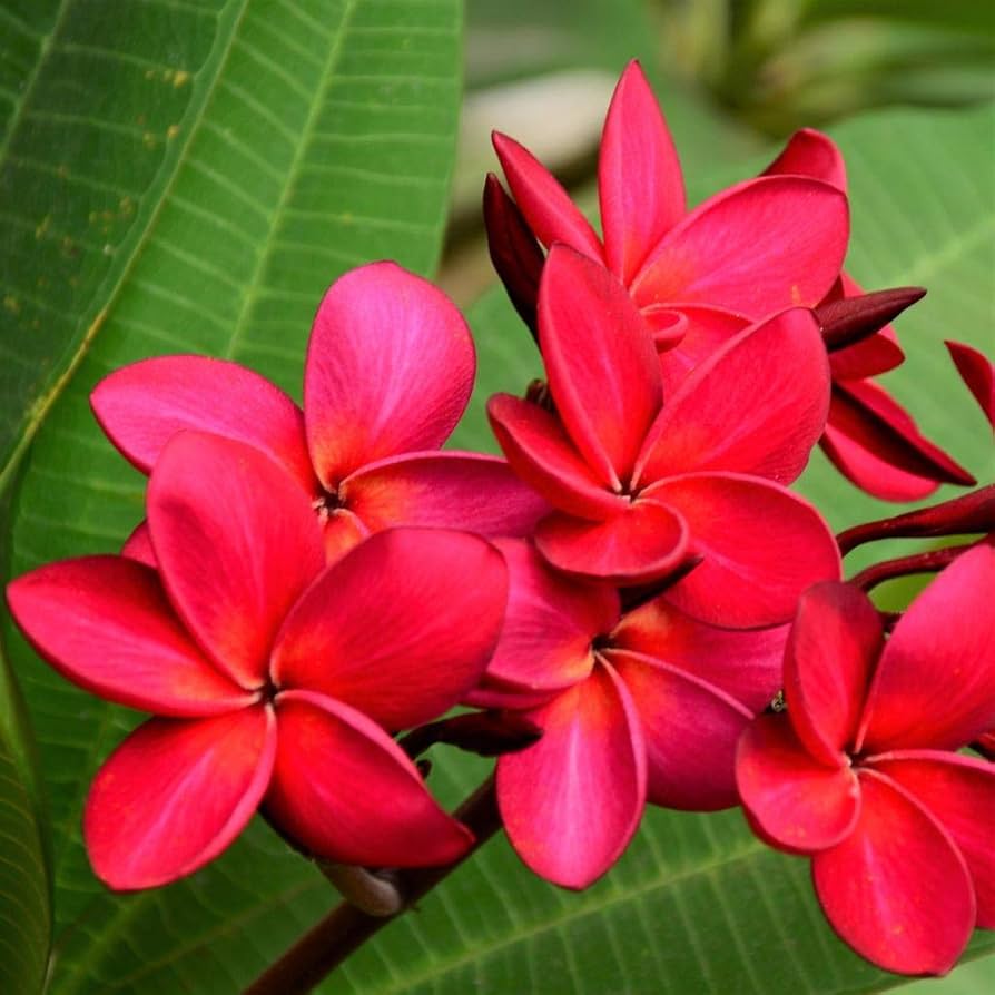 Plumeria Vera Cruz Rose