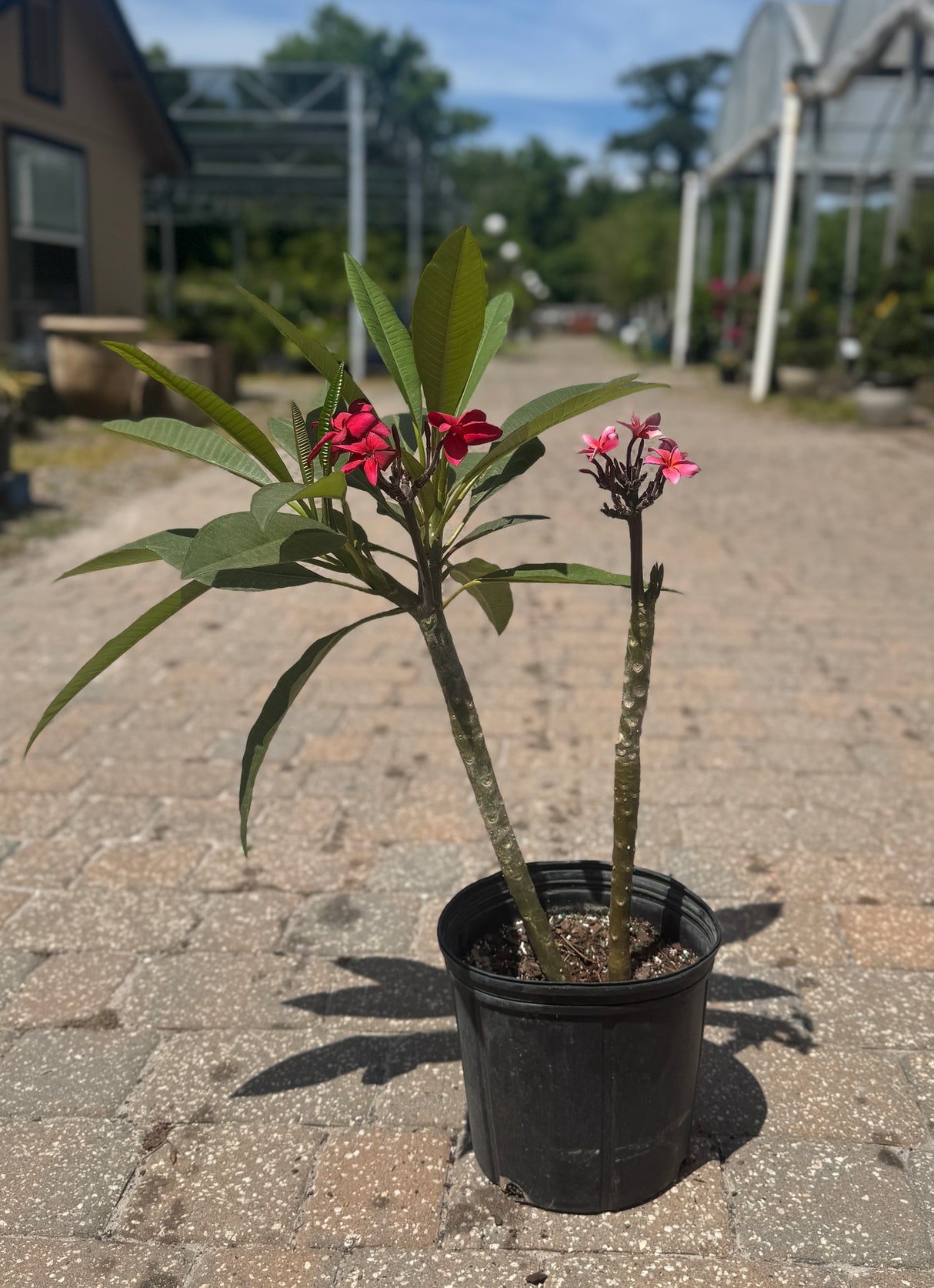 Plumeria meaning