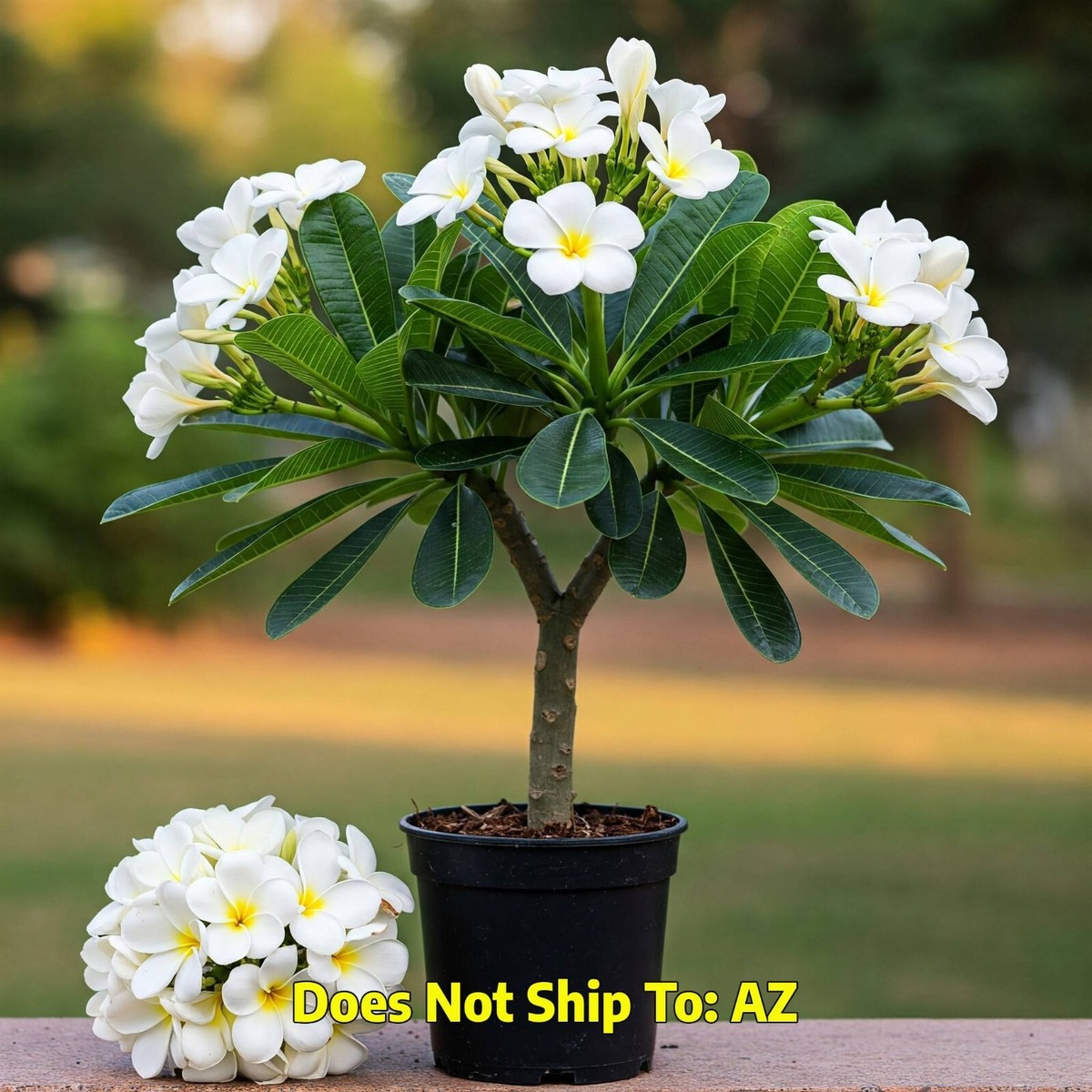 Frangipani