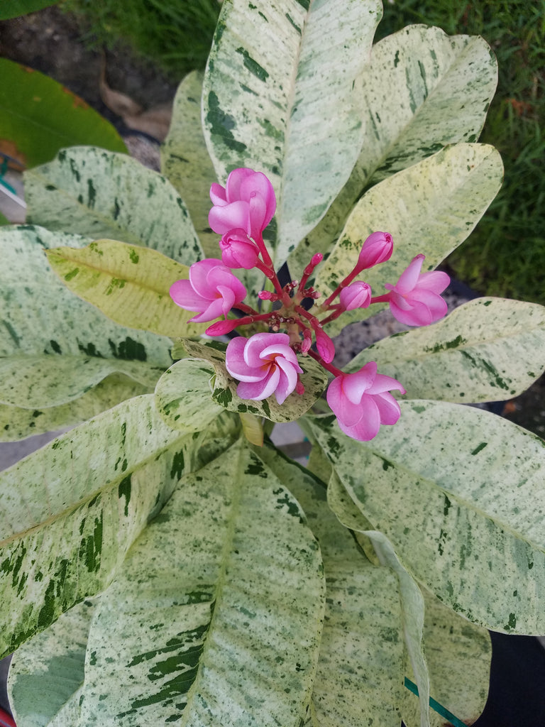 Plumeria care