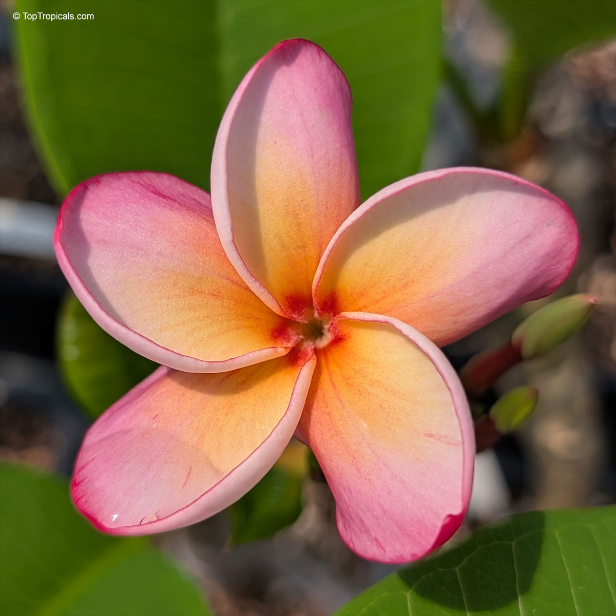 Plumeria meaning