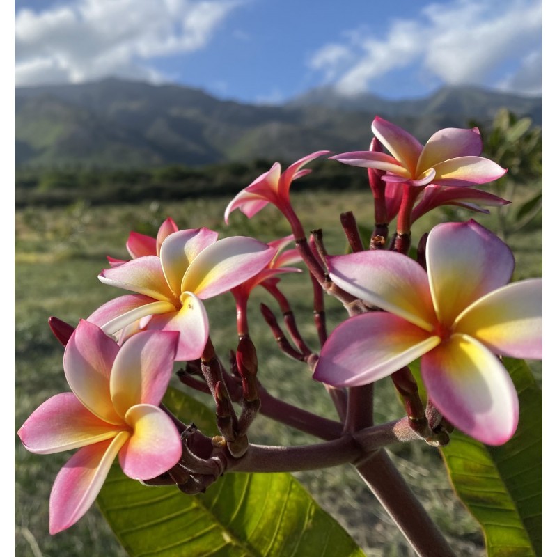 Plumeria symbolism