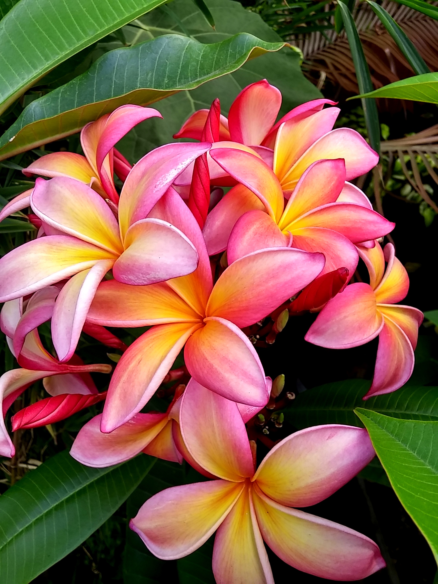 Plumeria varieties