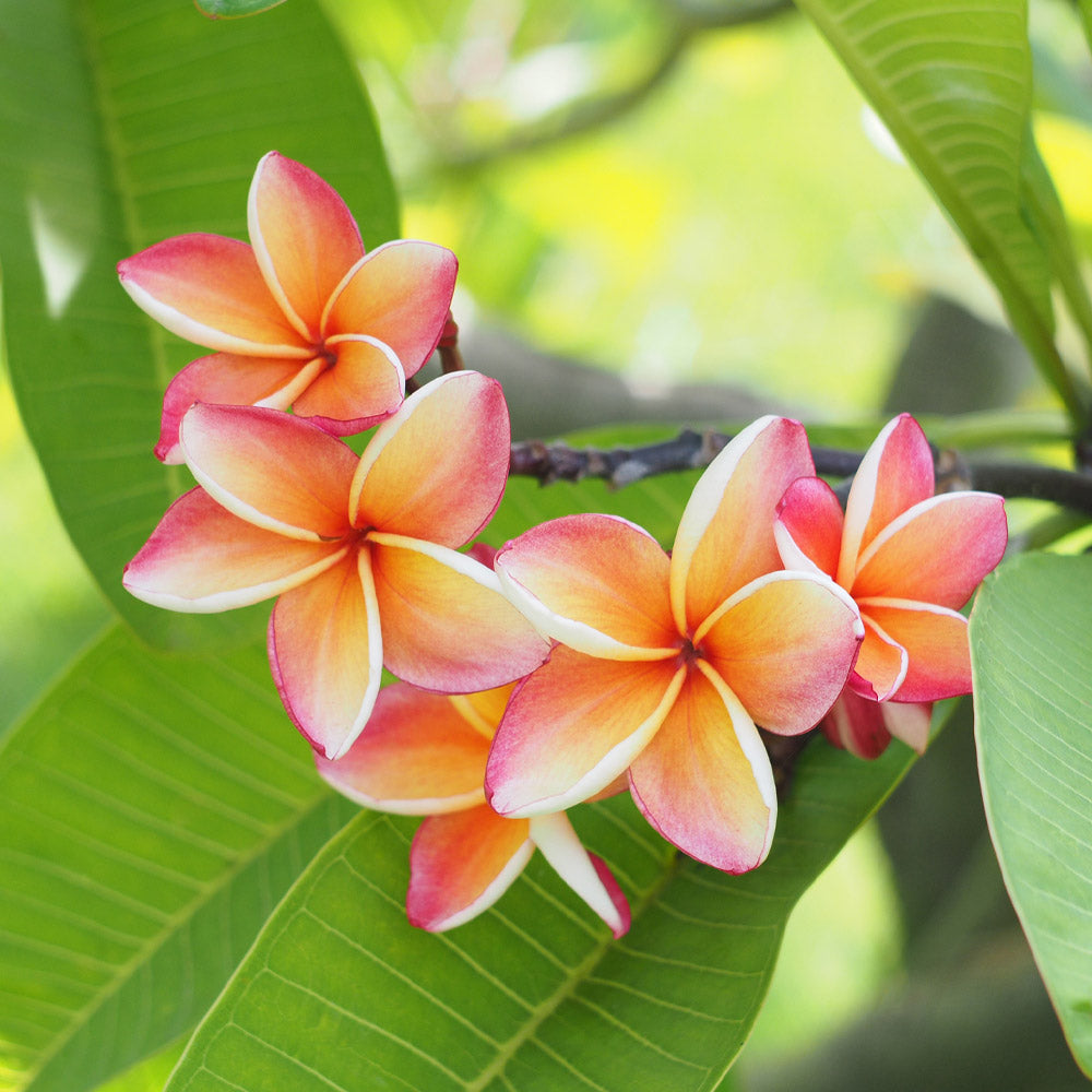 Plumeria fragrance