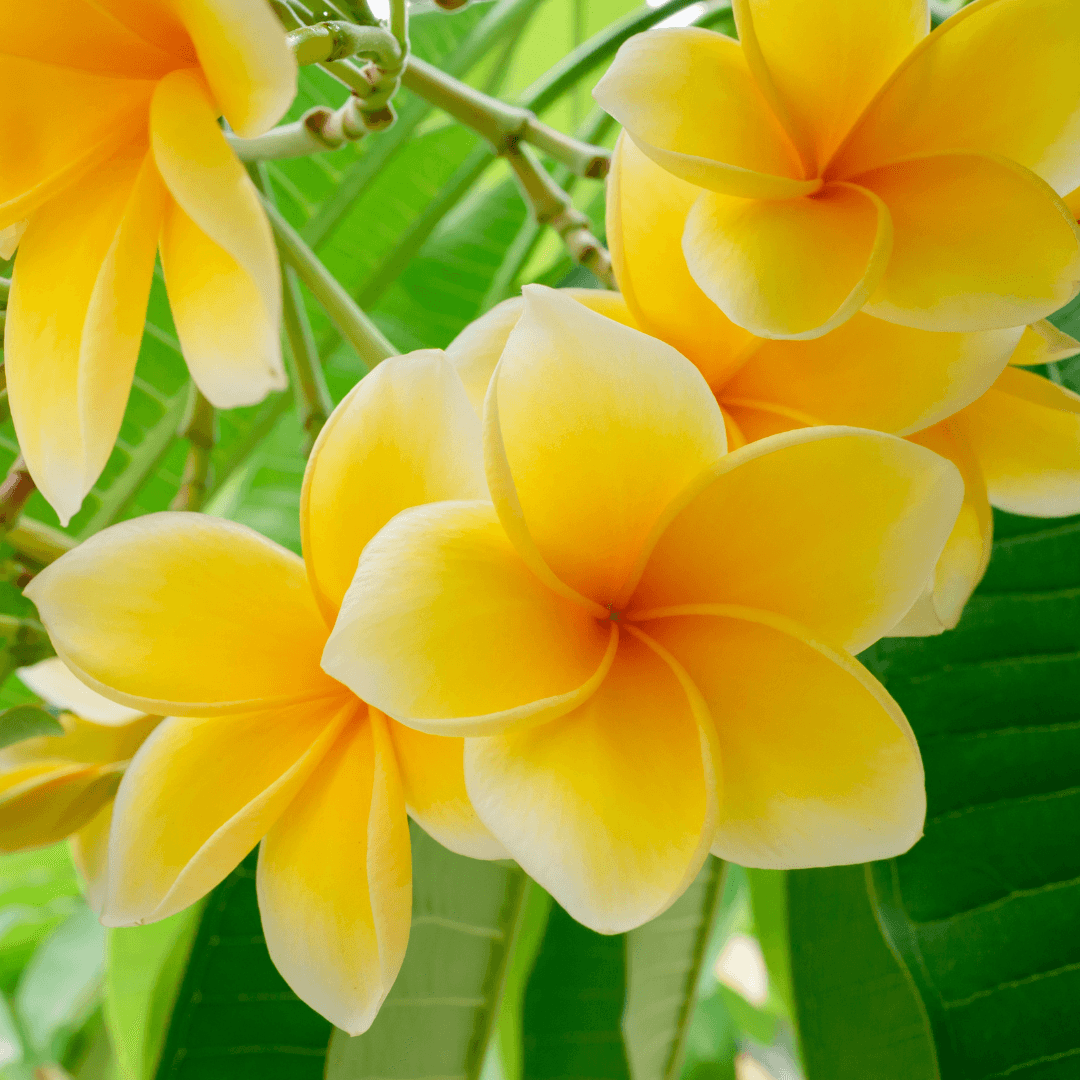 Plumeria for leis
