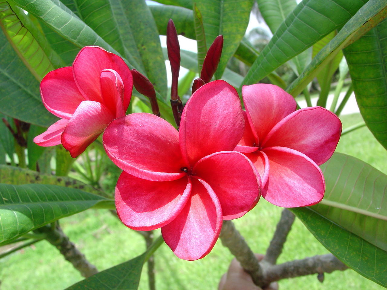 Plumeria dormancy