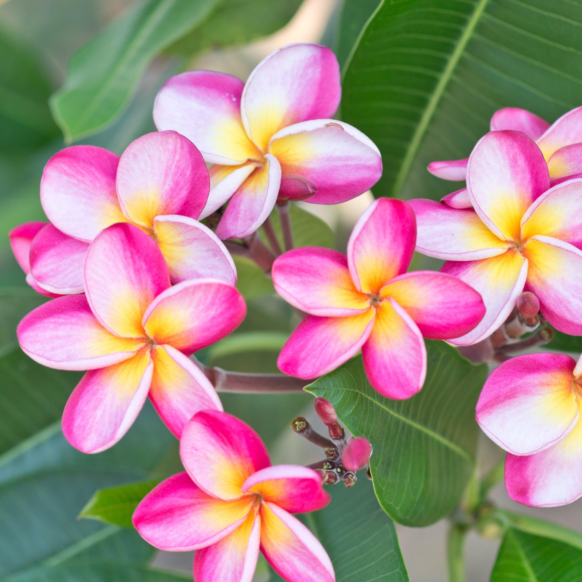 Plumeria fertilizer