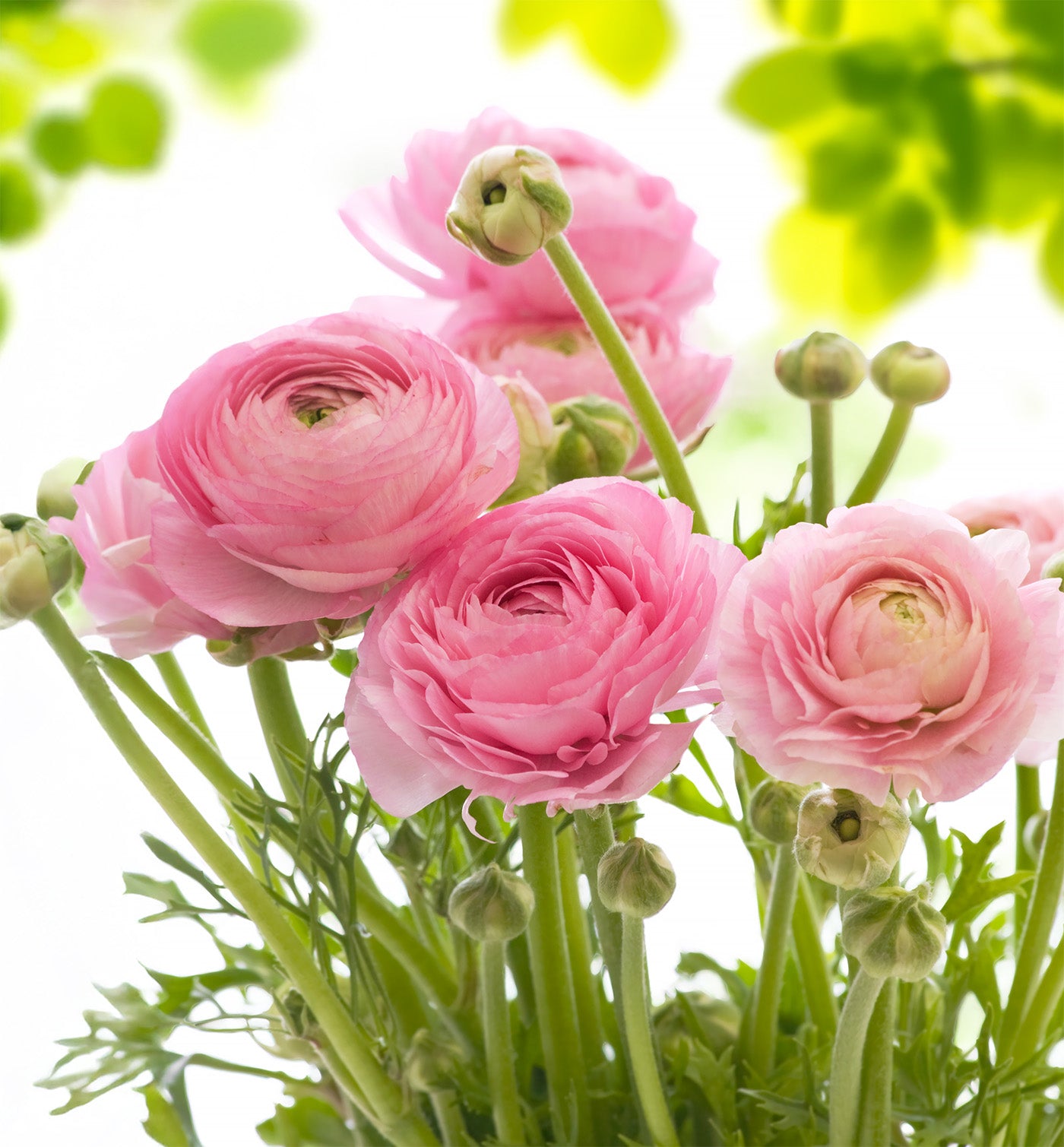 Ranunculus asiaticus