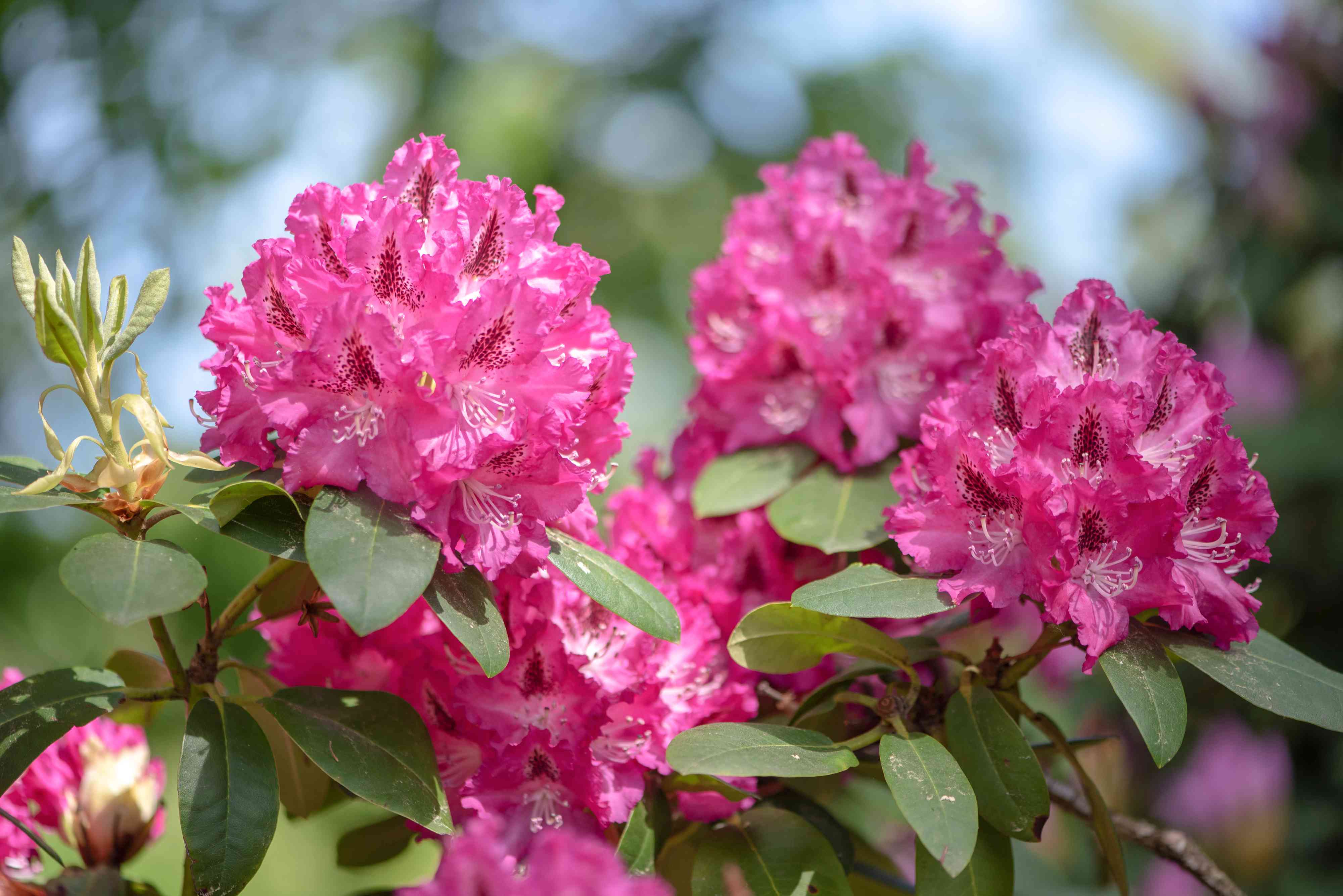 rhododendron varieties