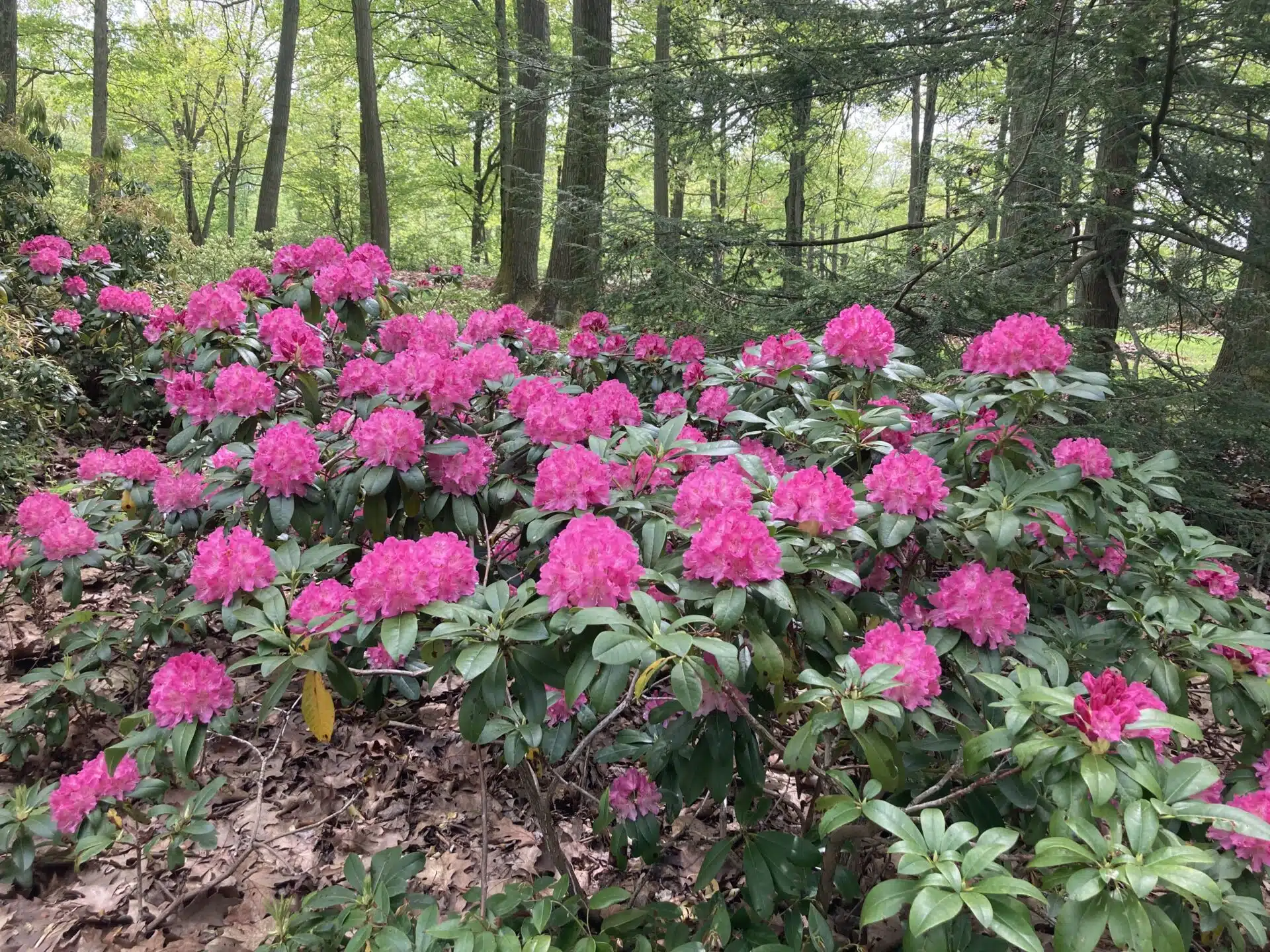 rhododendron care