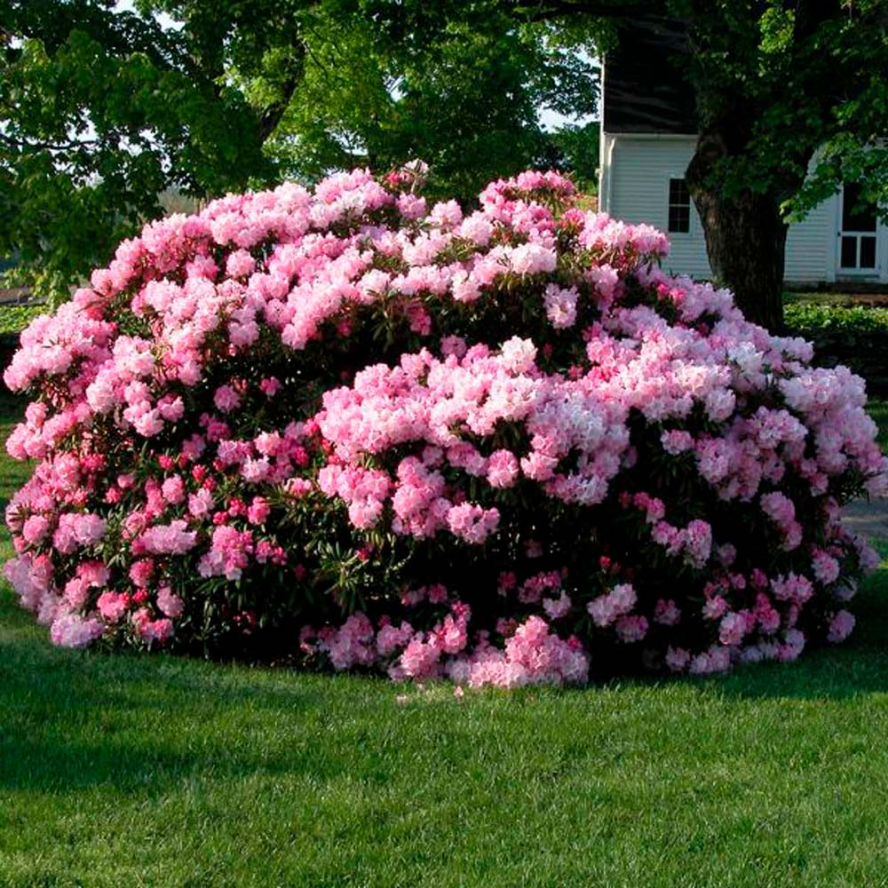 rhododendron soil requirements