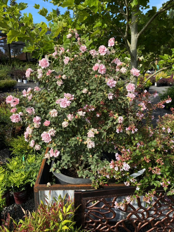 Hibiscus syriacus