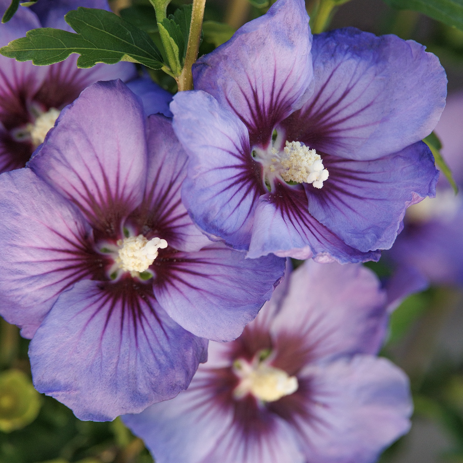 Shrub Althea